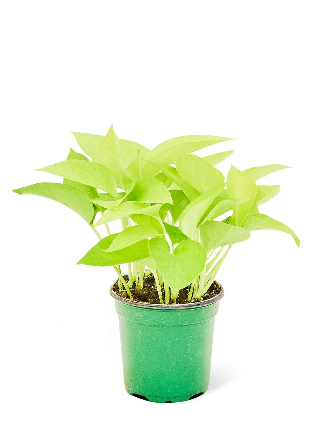 Neon Pothos, Small