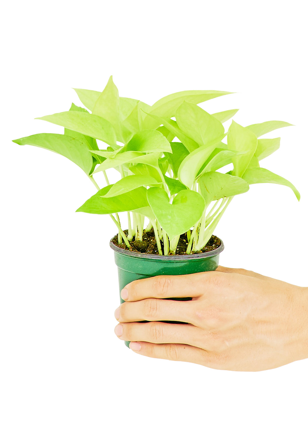 Neon Pothos, Small