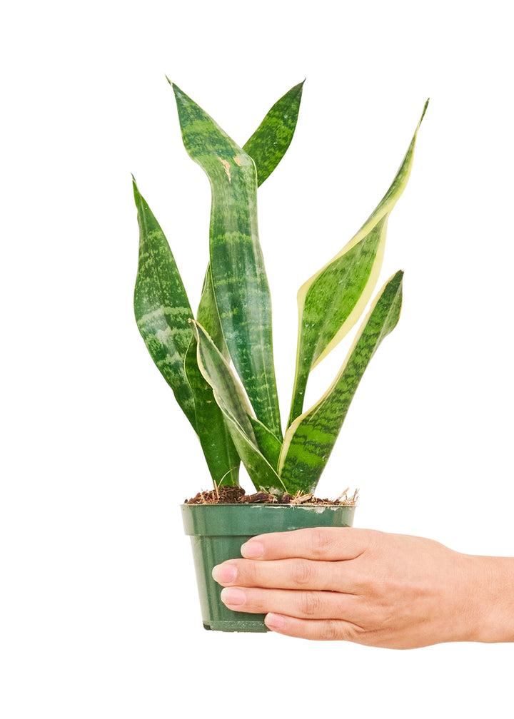 Snake Plant 'Laurentii', Small