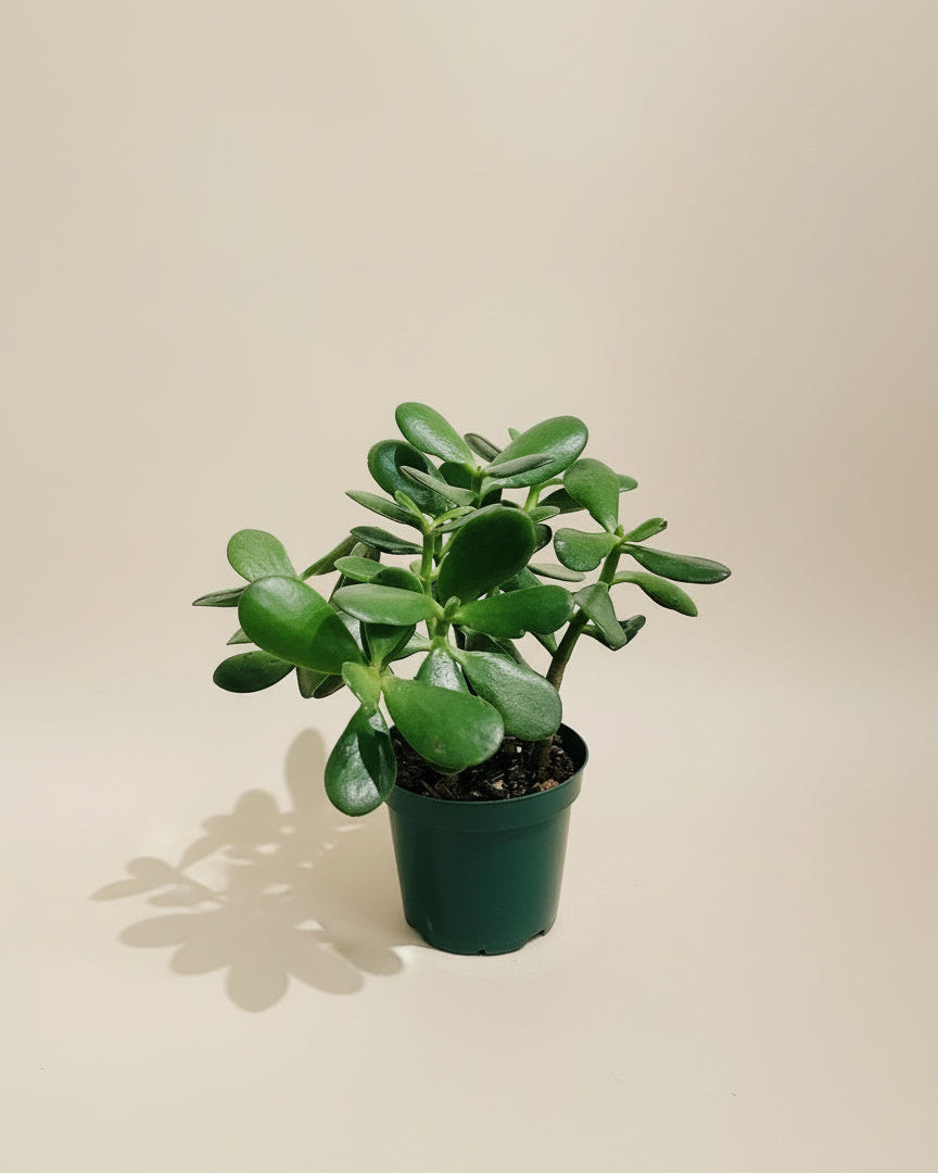 Jade Plant