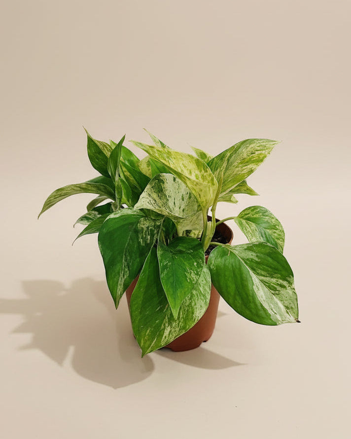 The Old Yew Plant Shop Pothos - Thumbnail 4