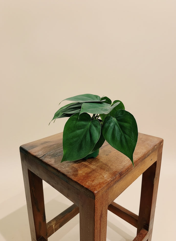 Philodendron Cordatum