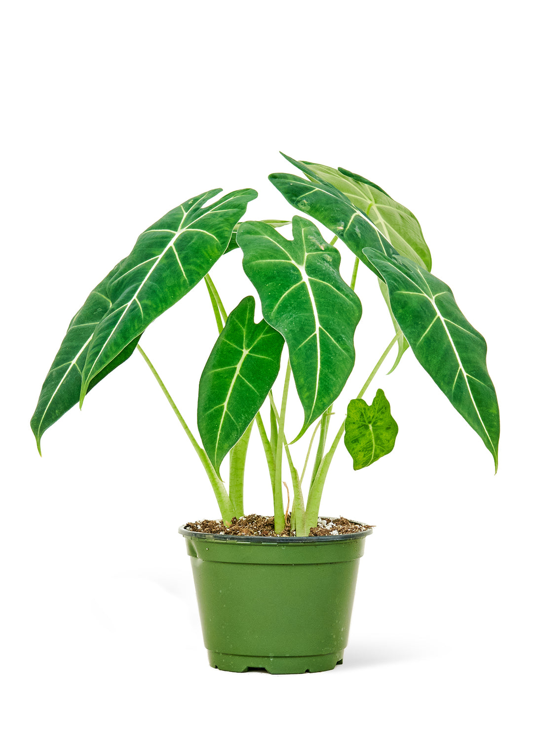 Alocasia 'Frydek', Medium