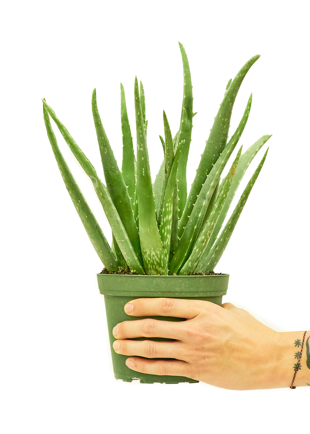 Aloe Vera, Medium