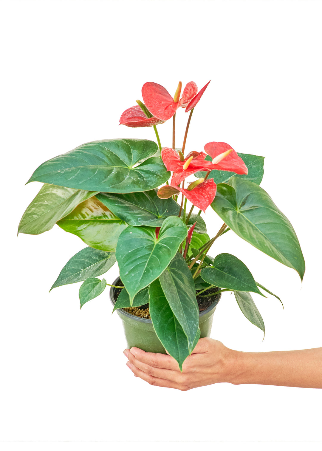 Anthurium 'Red Flamingo', Medium