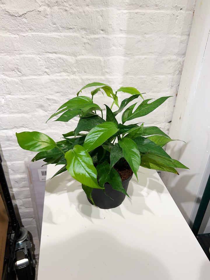 Pothos Baltic Blue