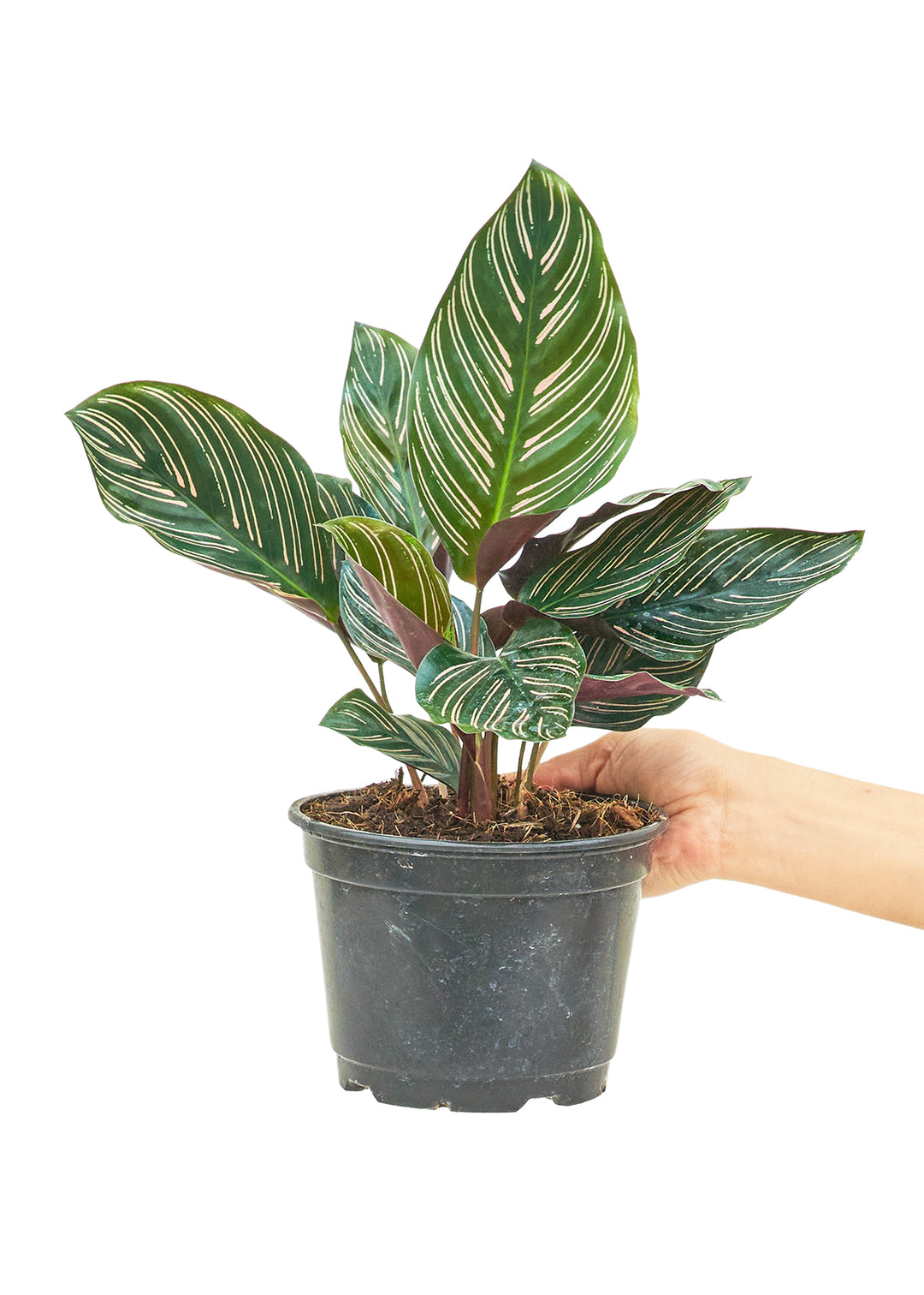 Calathea 'Pinstripe', Medium