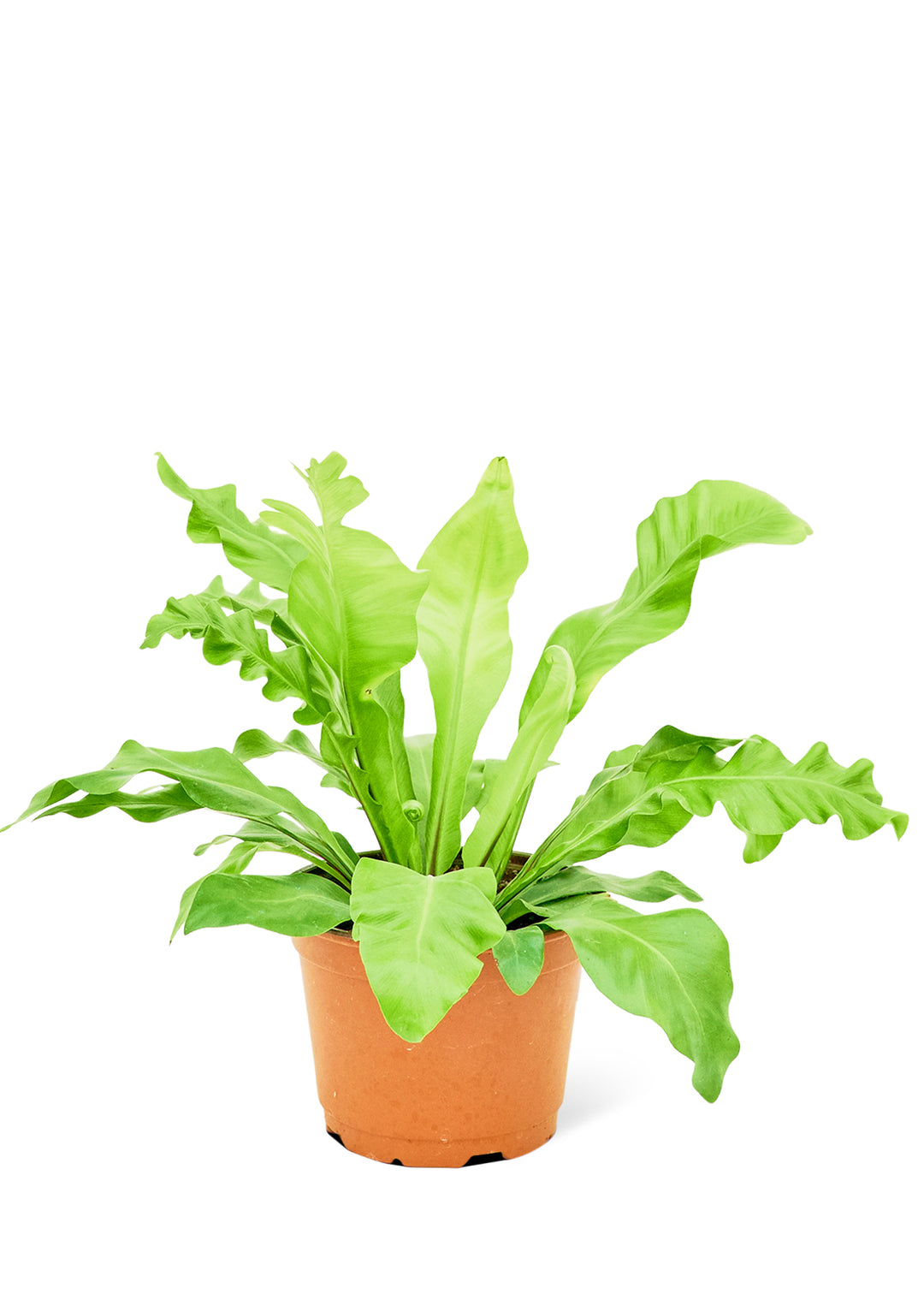 Bird's Nest Fern, Medium