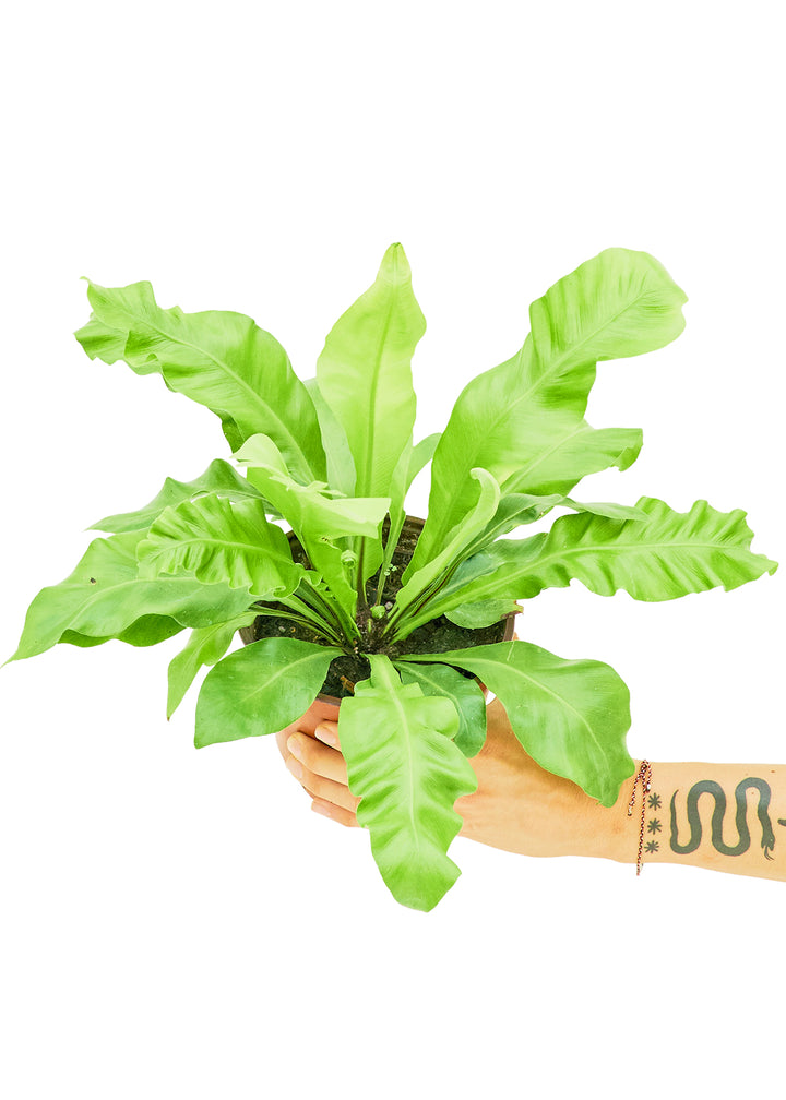 Bird's Nest Fern, Medium