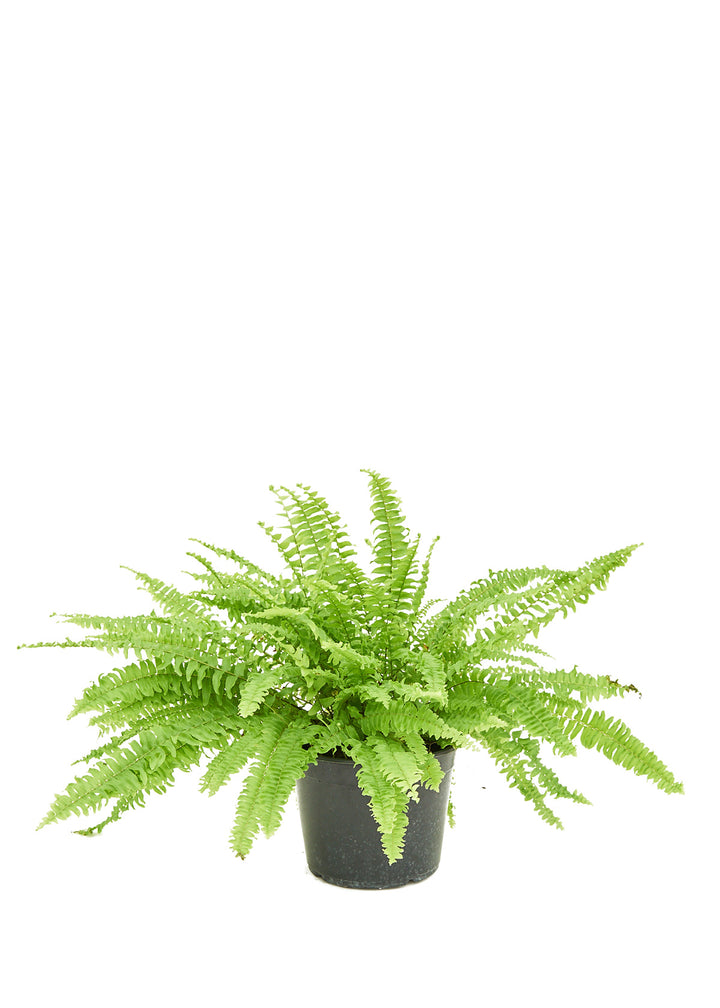 Boston Fern, Medium