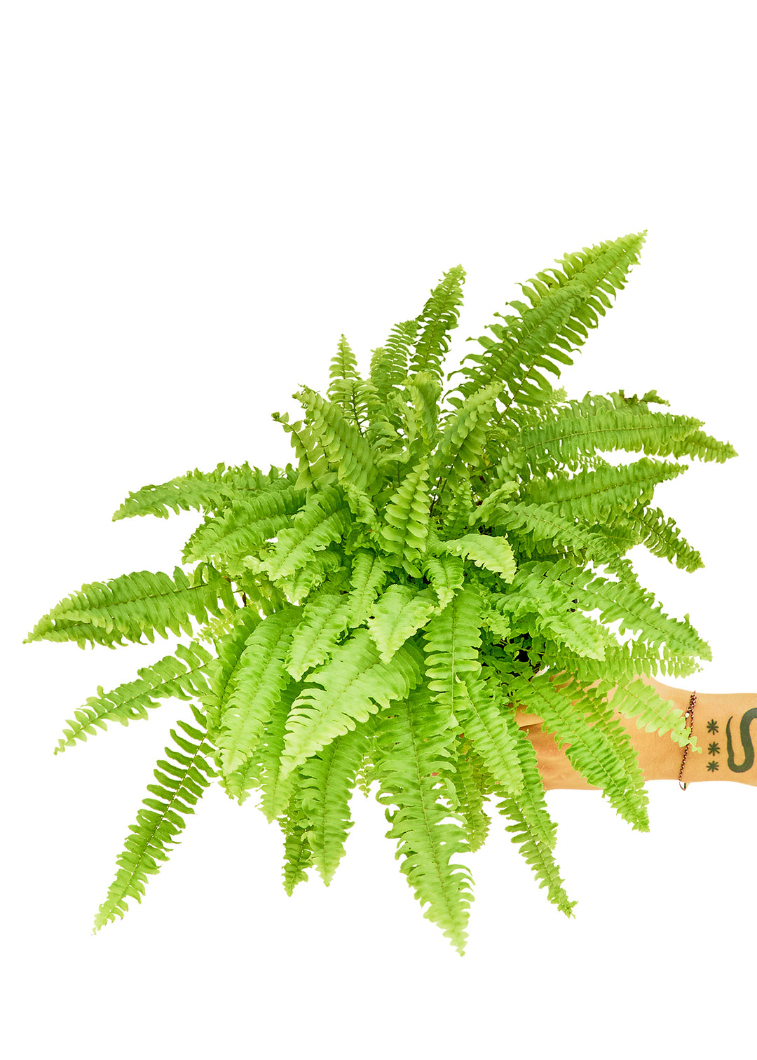 Boston Fern, Medium