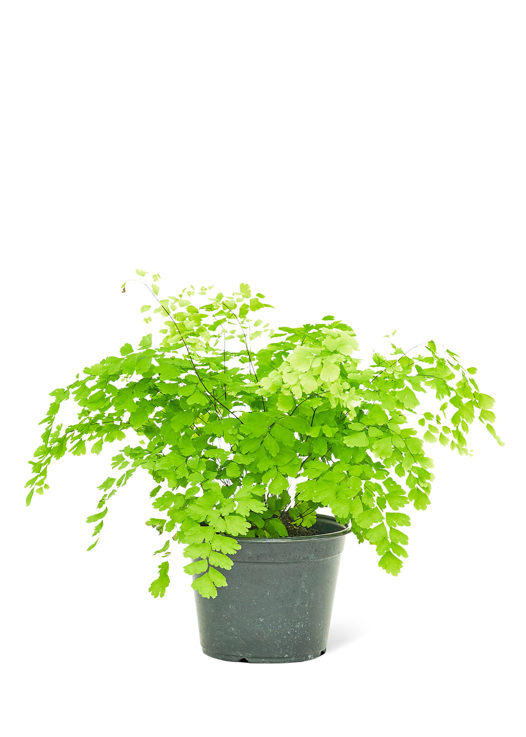 Maidenhair Fern, Medium