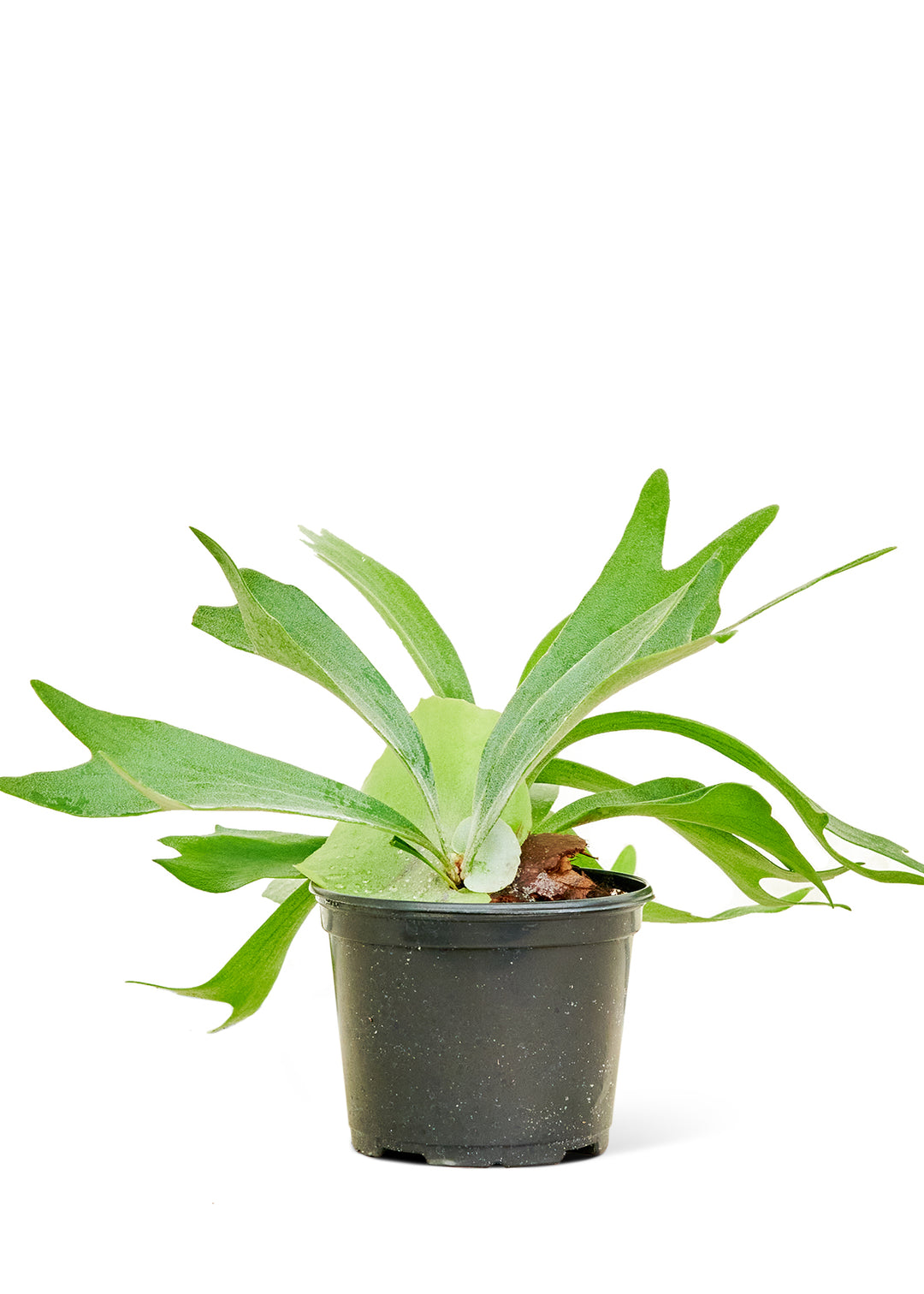 Staghorn Fern, Medium