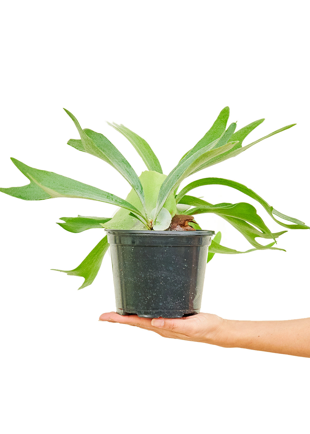 Staghorn Fern, Medium