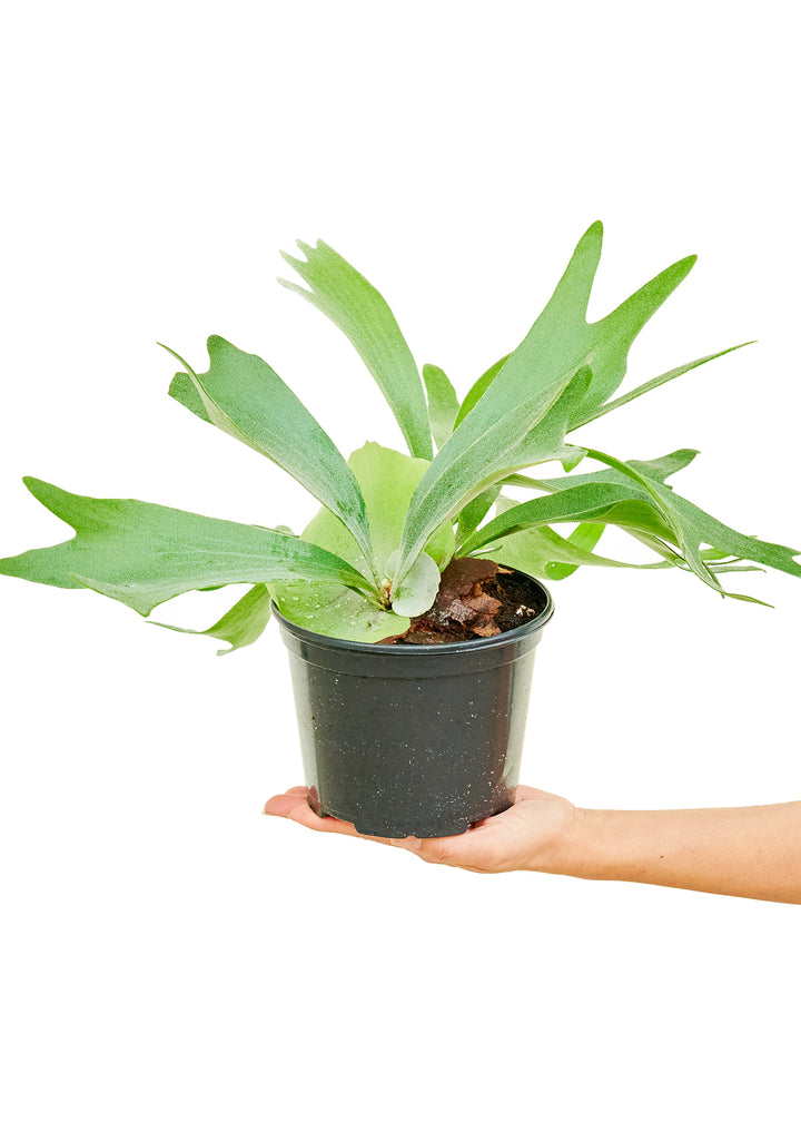 Staghorn Fern, Medium