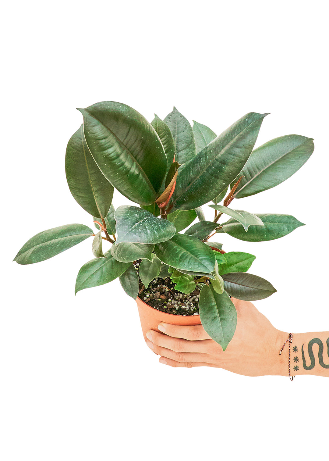 Rubber Tree 'Burgundy', Medium