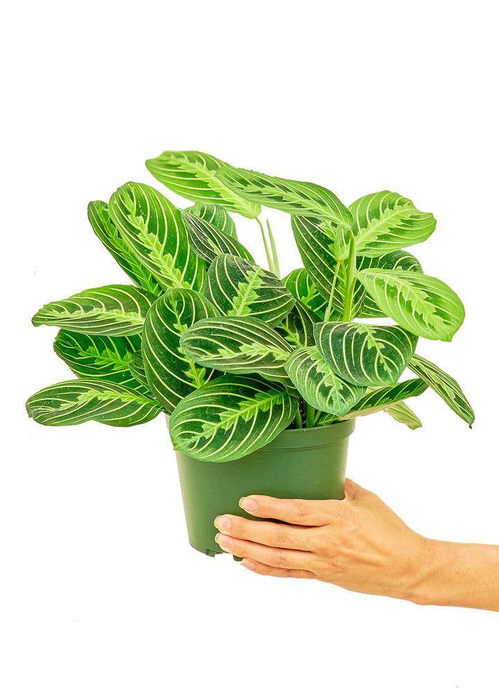 Prayer Plant 'Beauty Kim', Medium