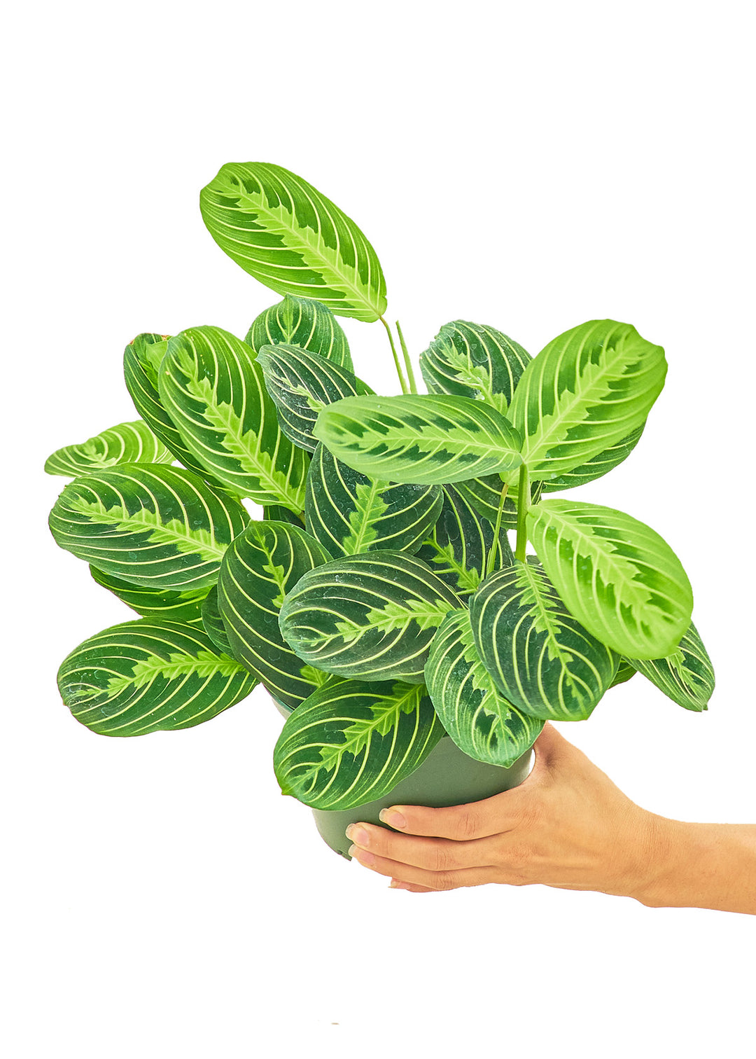 Prayer Plant 'Beauty Kim', Medium