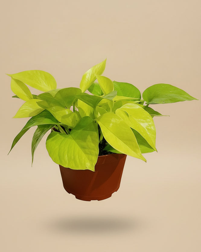 Neon Pothos