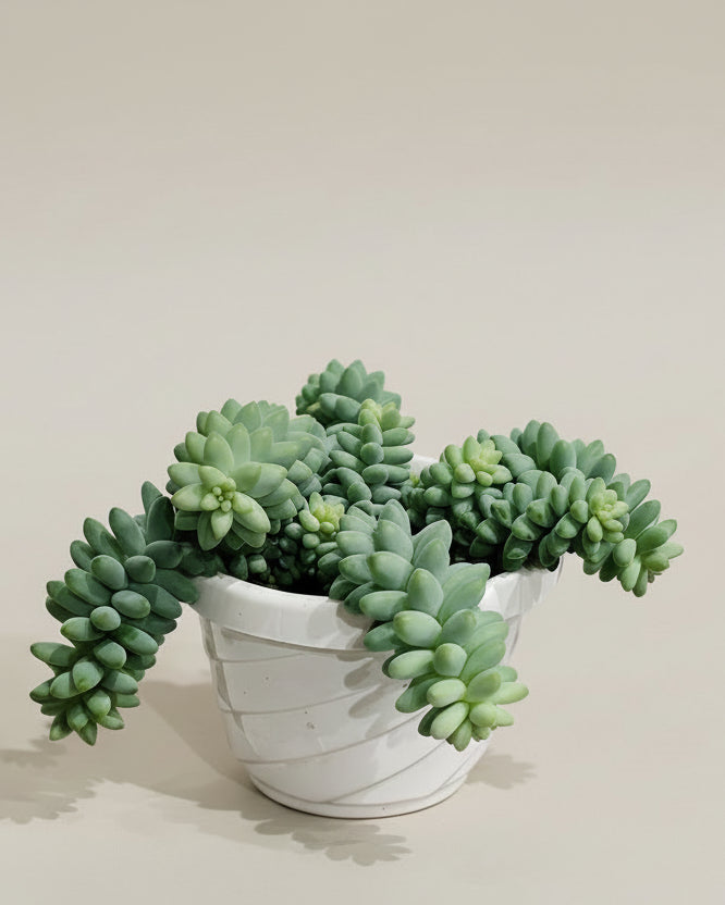 Donkey's Tail Succulent