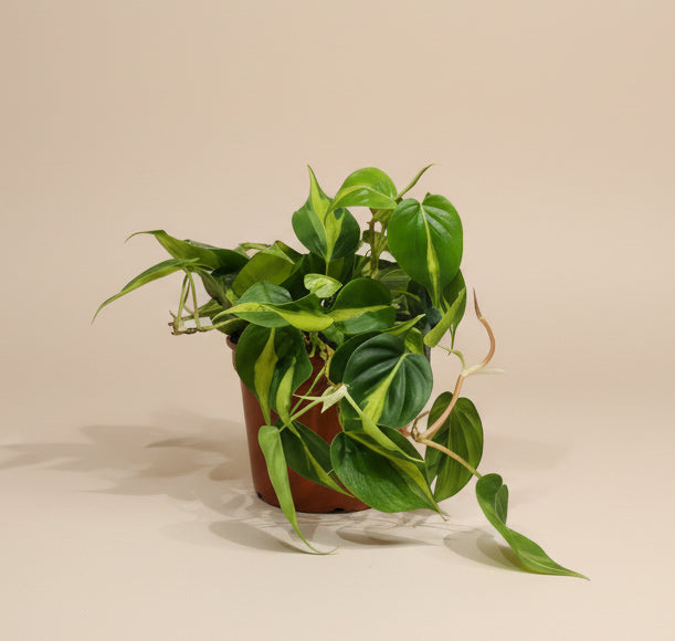 Philodendron Brasil