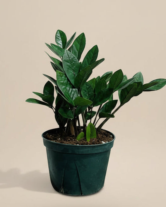 where to buy zz plant toronto ZZ Plant
