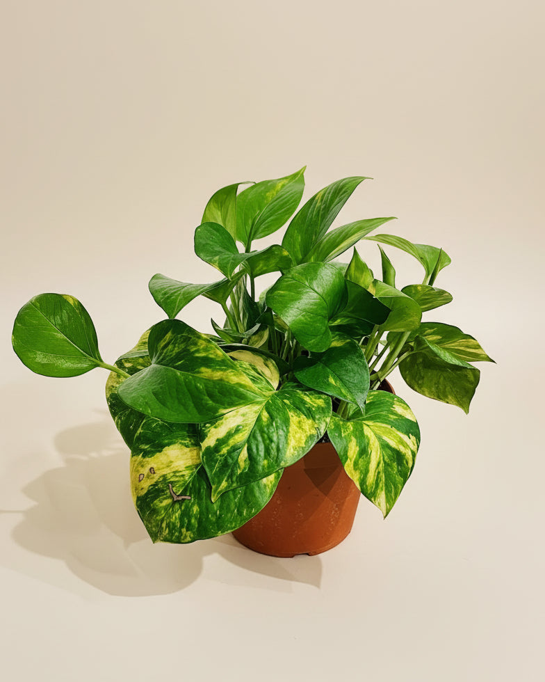 The Old Yew Plant Shop Pothos - Thumbnail 5