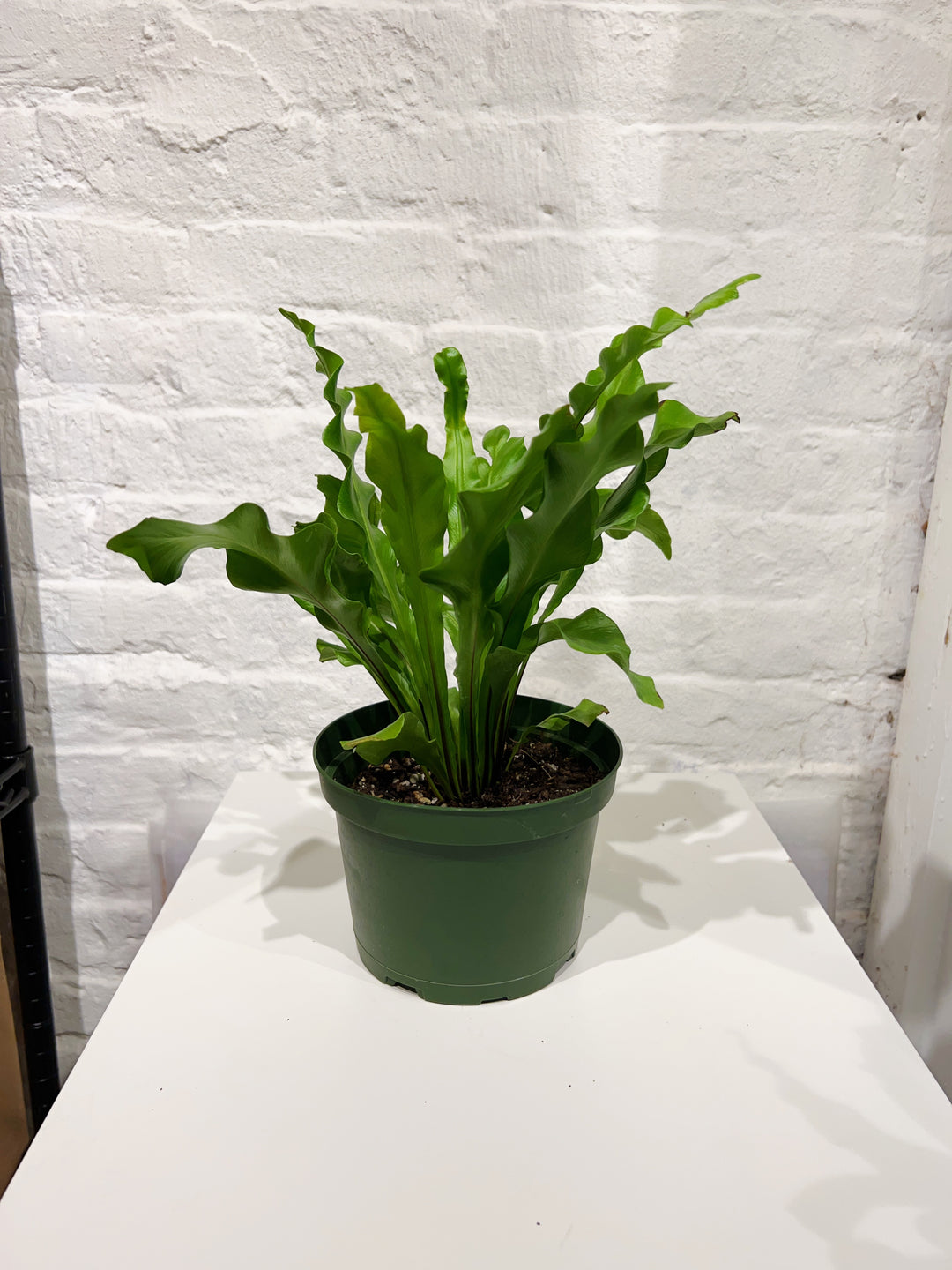 Birdsnest Fern