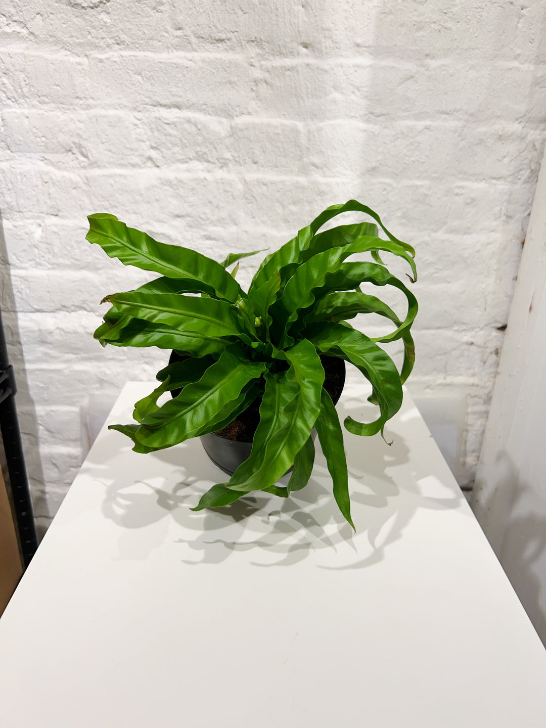 Birdsnest Fern