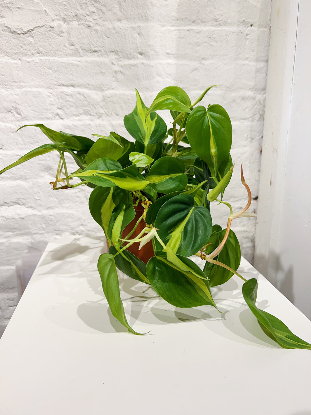 Philodendron Brasil