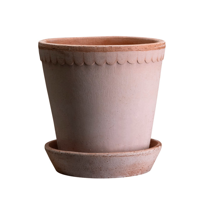 Scallop Pot
