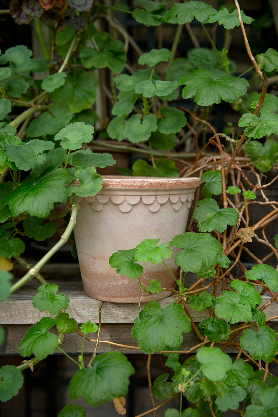 Double Scallop Pot