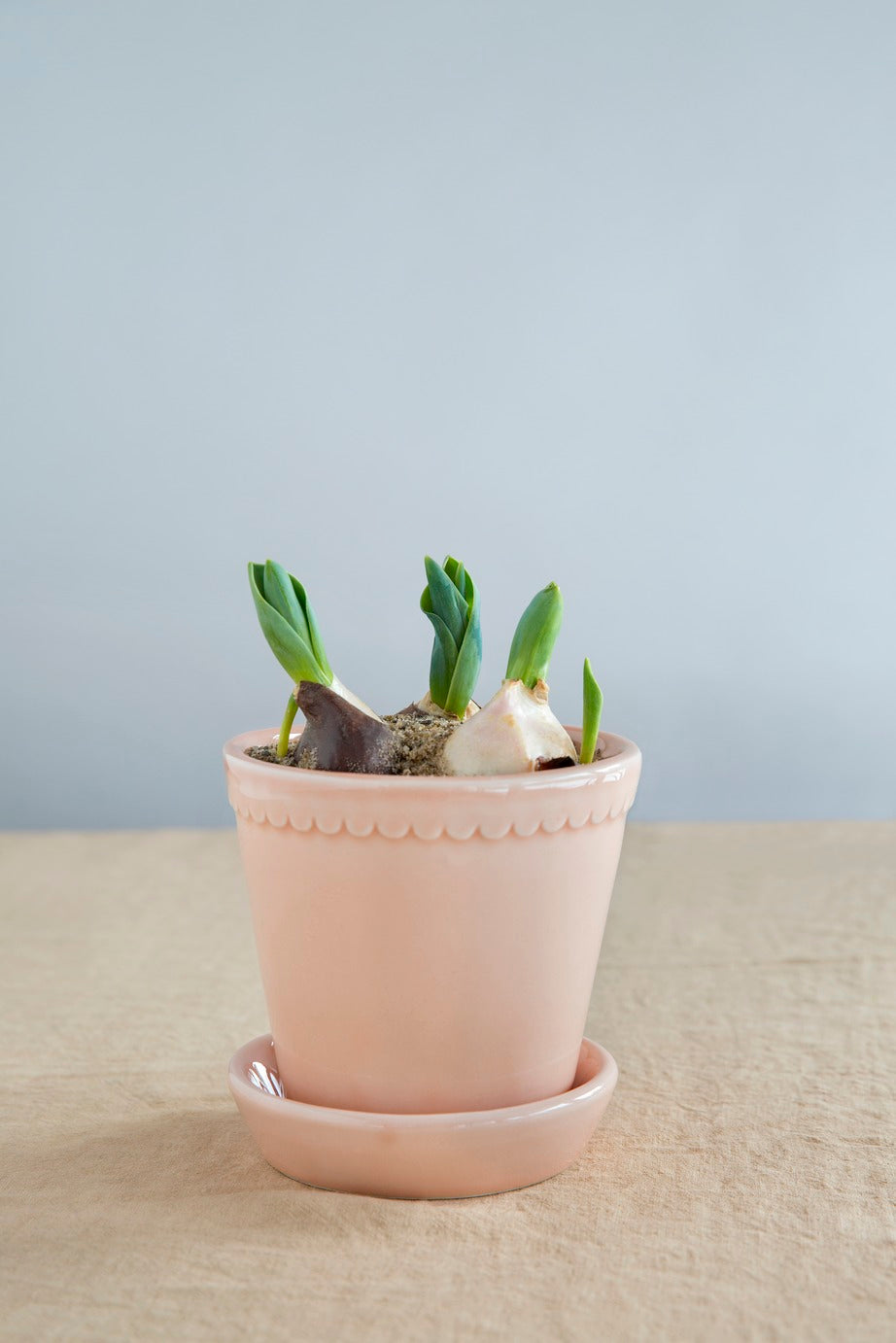 baseless plant pots Bergs Scallop Pot – The Old Yew Plant Shop