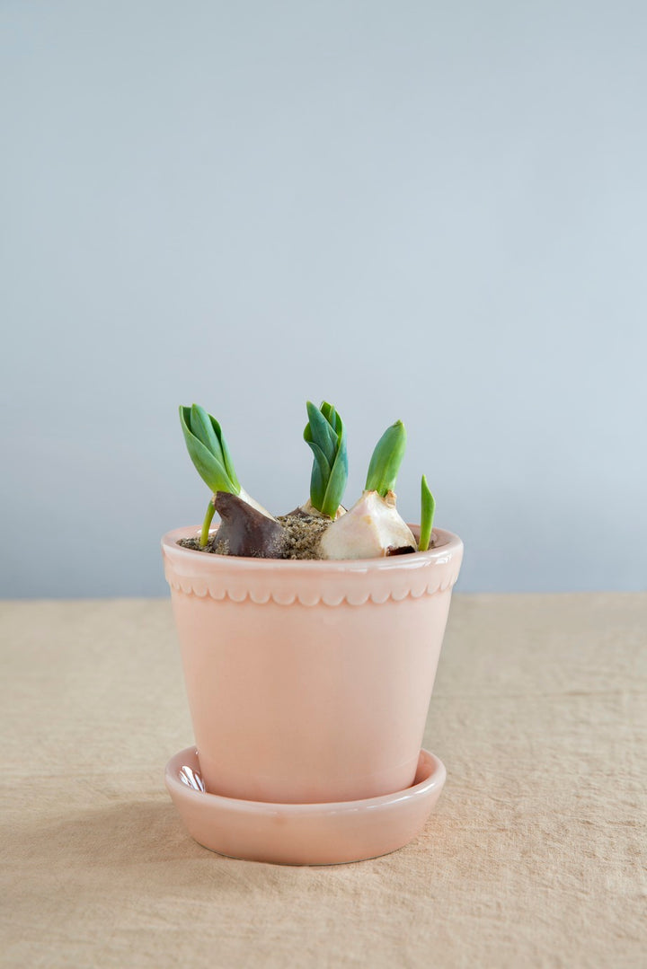 Scallop Pot