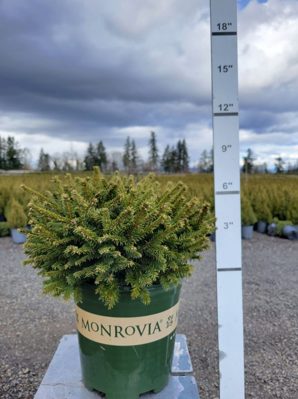 Dwarf Norway Spruce