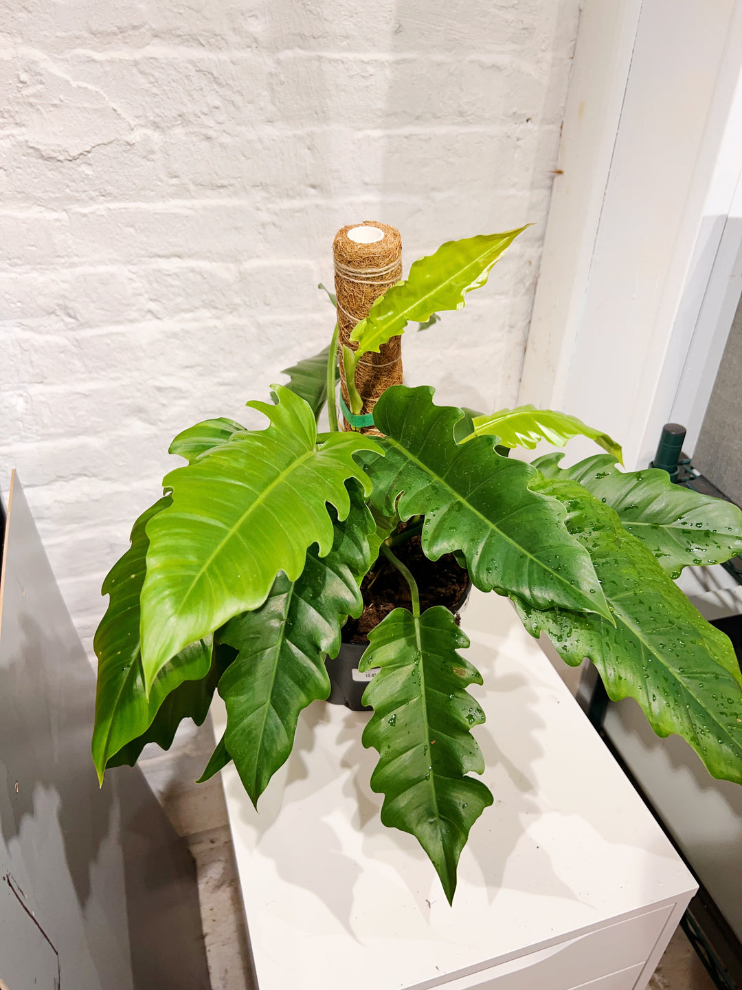 Philodendron Jungle Boogie
