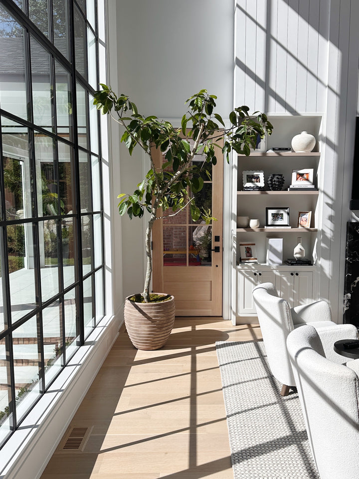 Ficus Audrey