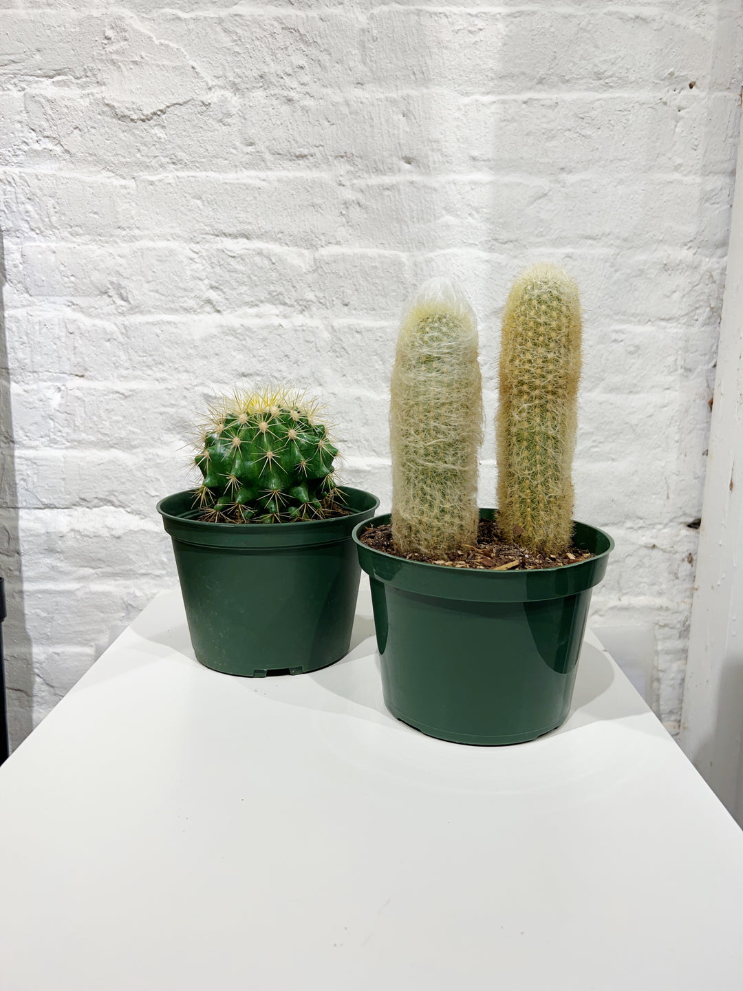 Cactus, Assorted