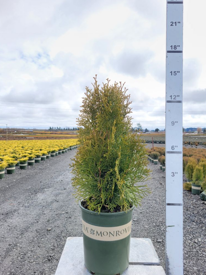 Emerald Green Arborvitae