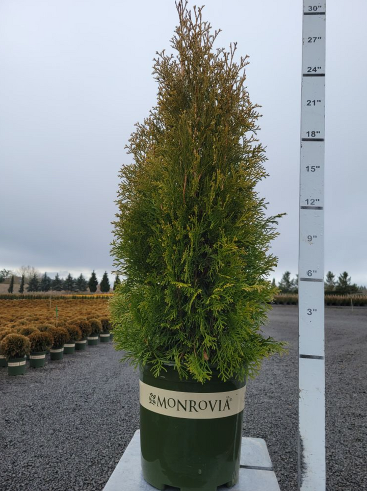 Emerald Green Arborvitae