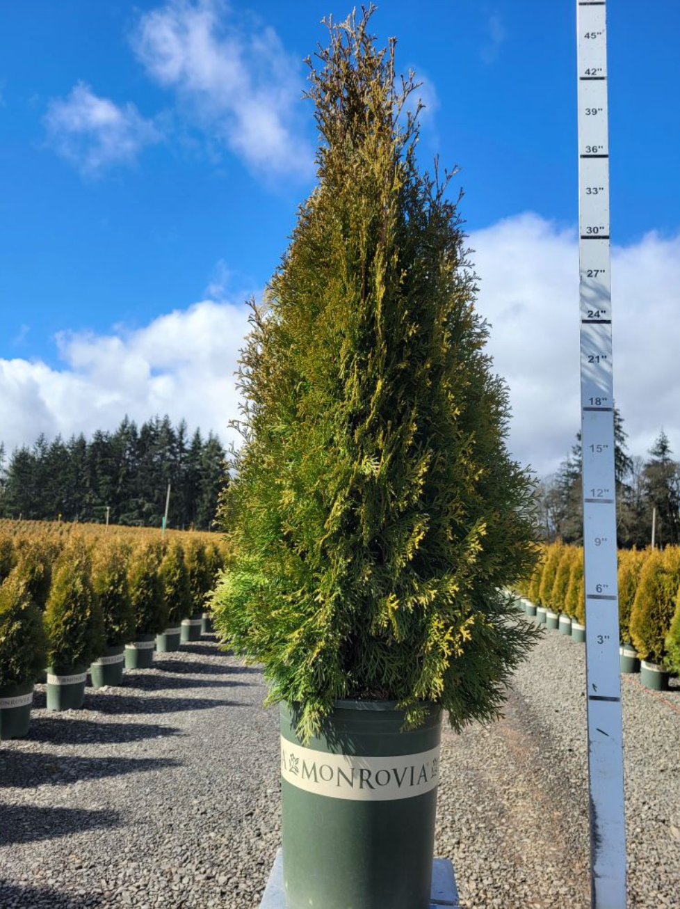 Emerald Green Arborvitae