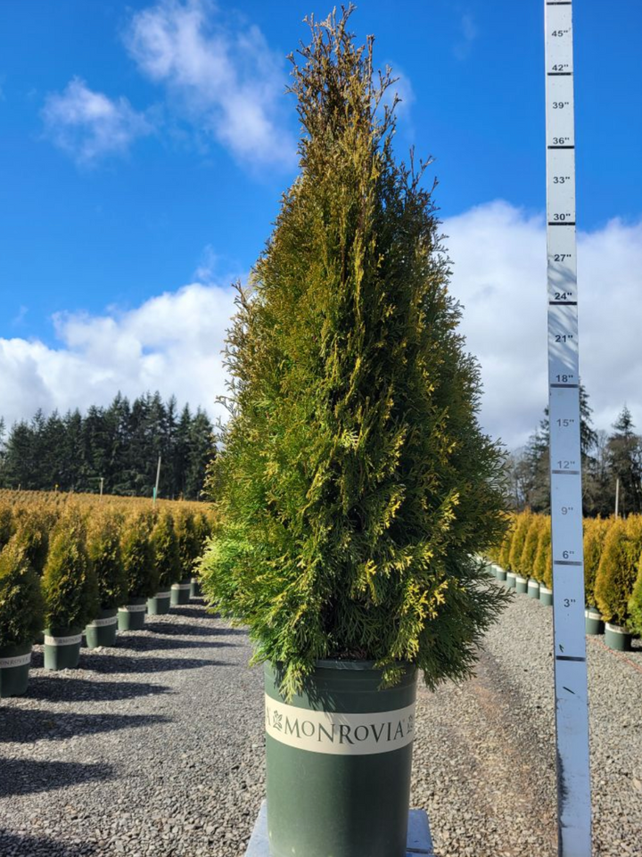 Emerald Green Arborvitae