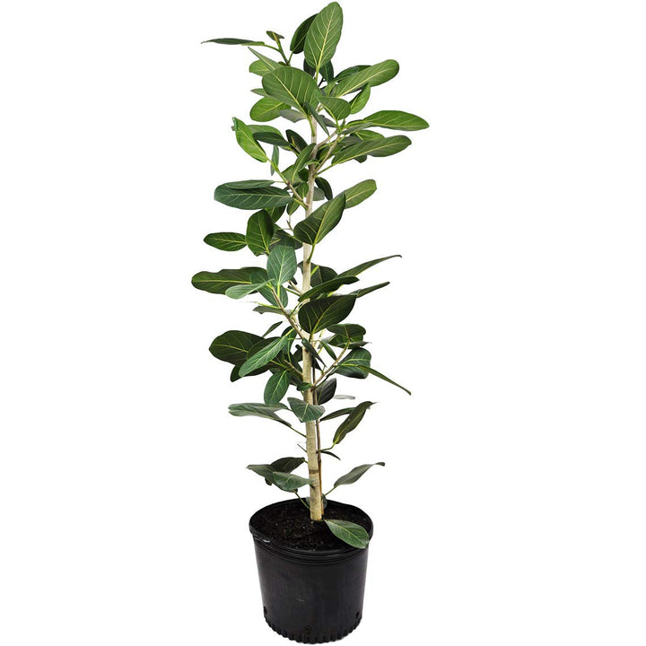 Ficus Audrey