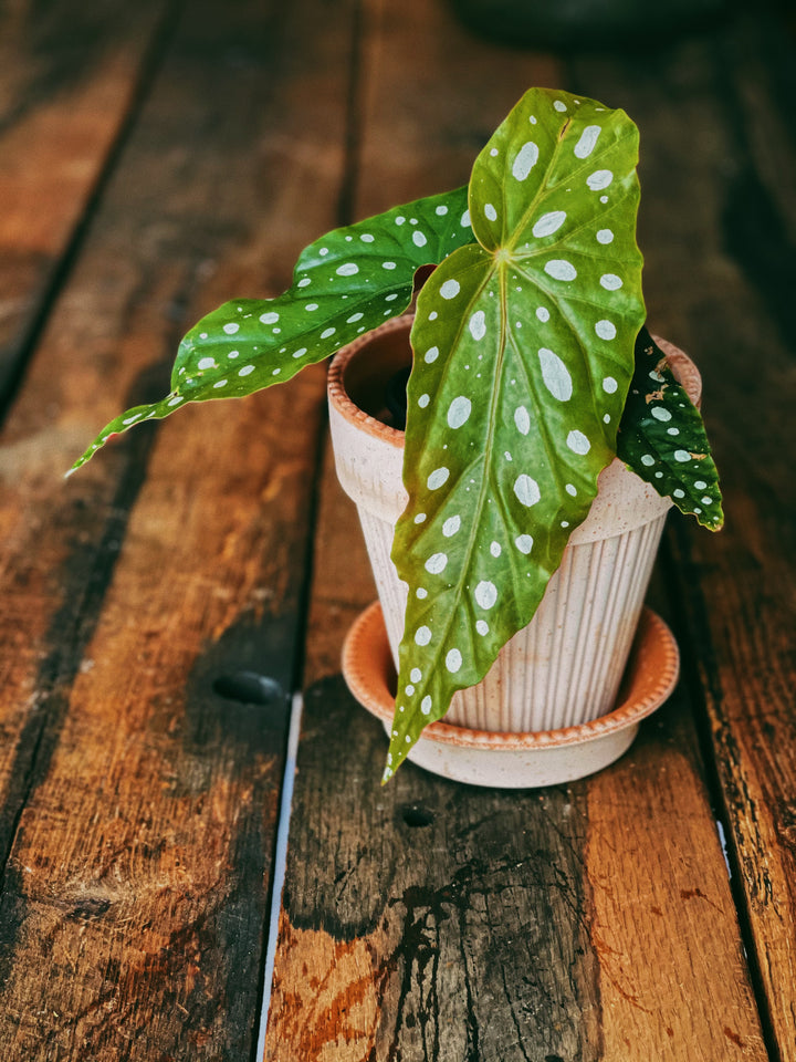 Polka Dot Begonia Maculata