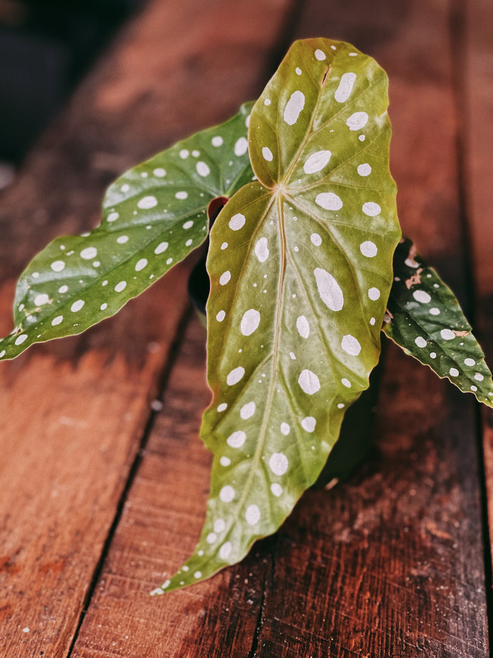 Polka Dot Begonia Maculata