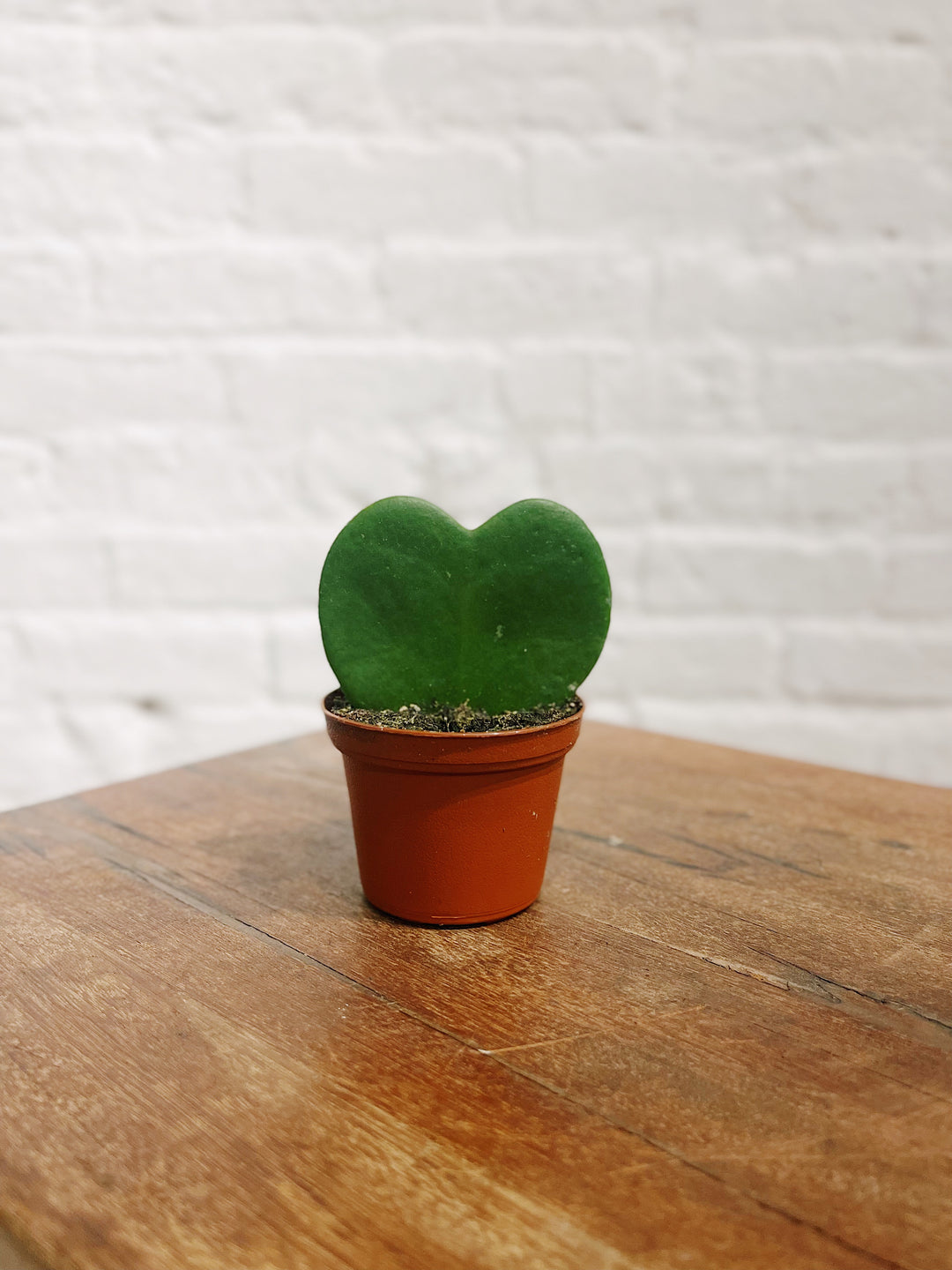 Hoya Heart Plant