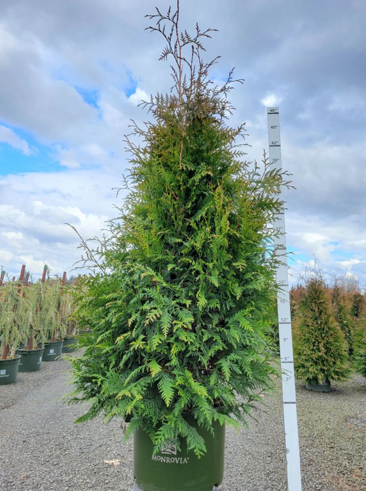 Green Giant Arborvitae