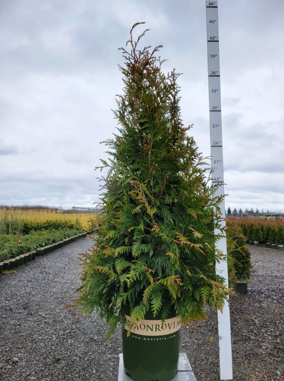 Green Giant Arborvitae