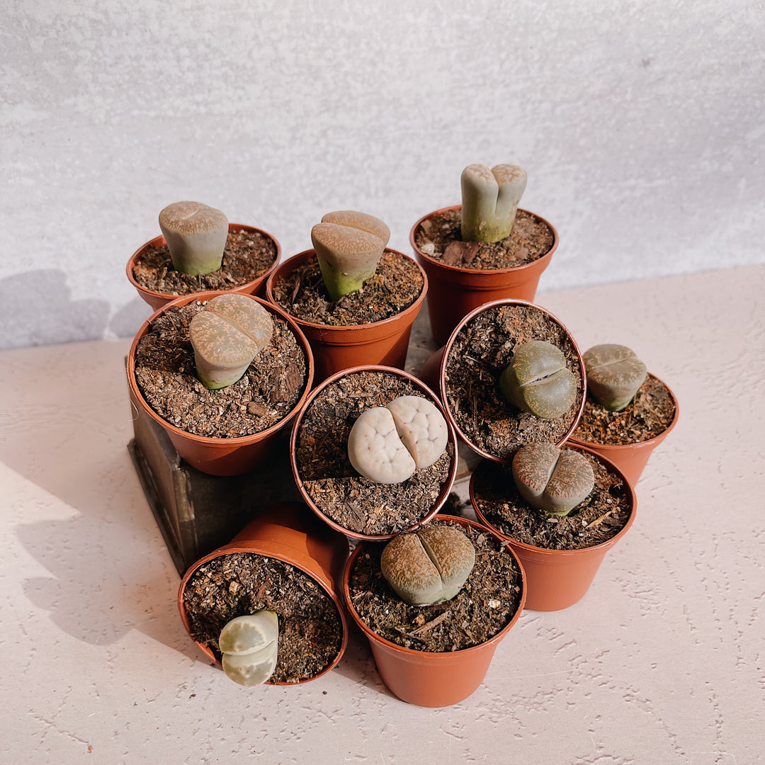 Lithops