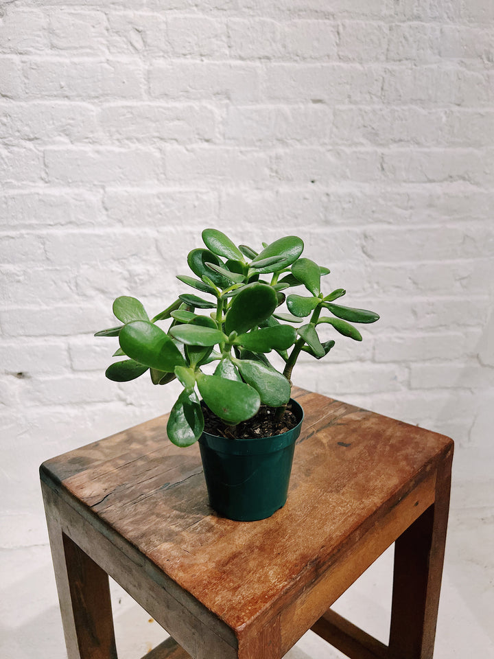 Jade Plant